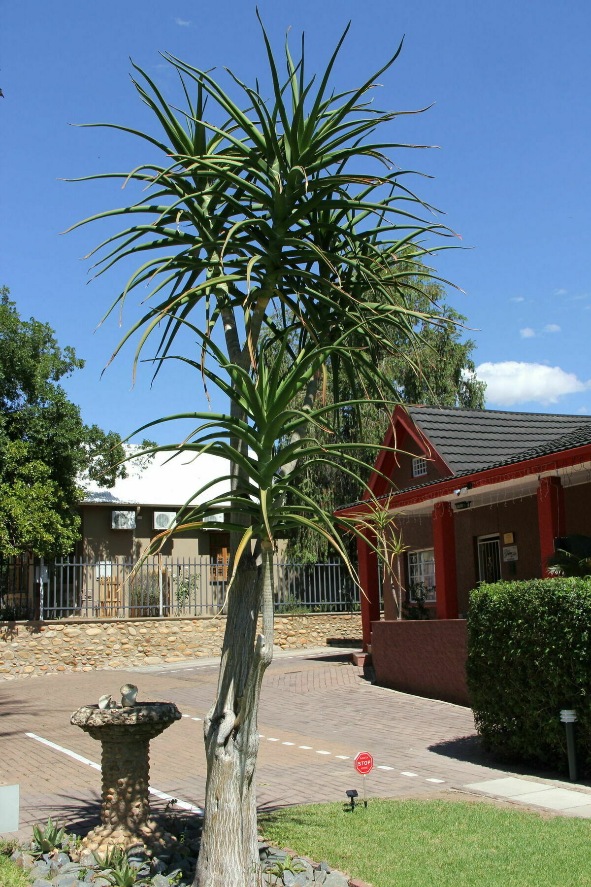 Gumtree Guest House Oudtshoorn Exterior photo